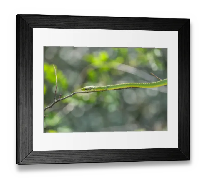 Framed Print : green snake, New Smyrna Beach, Florida, USA