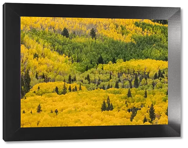 Massive mountain slope of dense aspen trees and evergreens in fall color, Uncompahgre