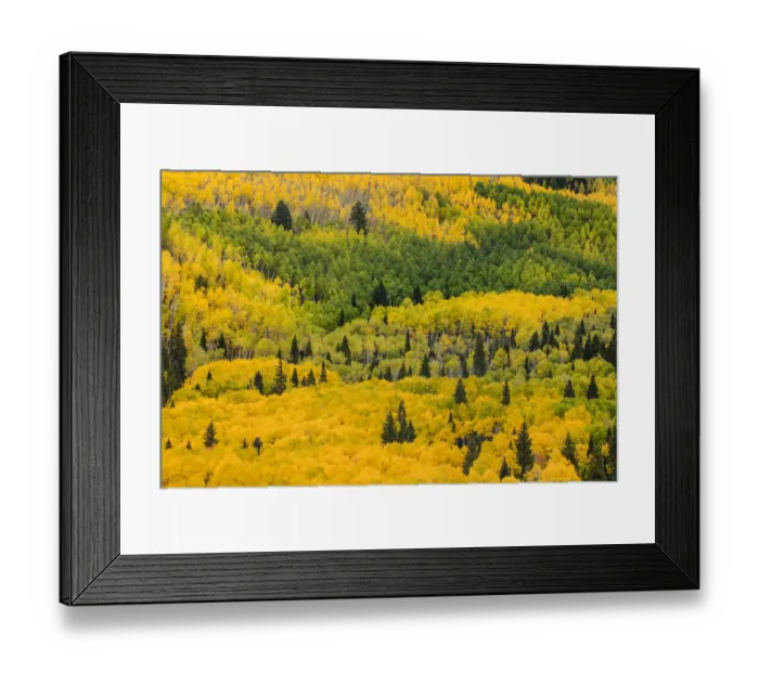 Framed Print : Massive mountain slope of dense aspen trees and evergreens in fall color, Uncompahgre Framed Print : Massive mountain slope of dense aspen trees and evergreens in fall color, Uncompahgre