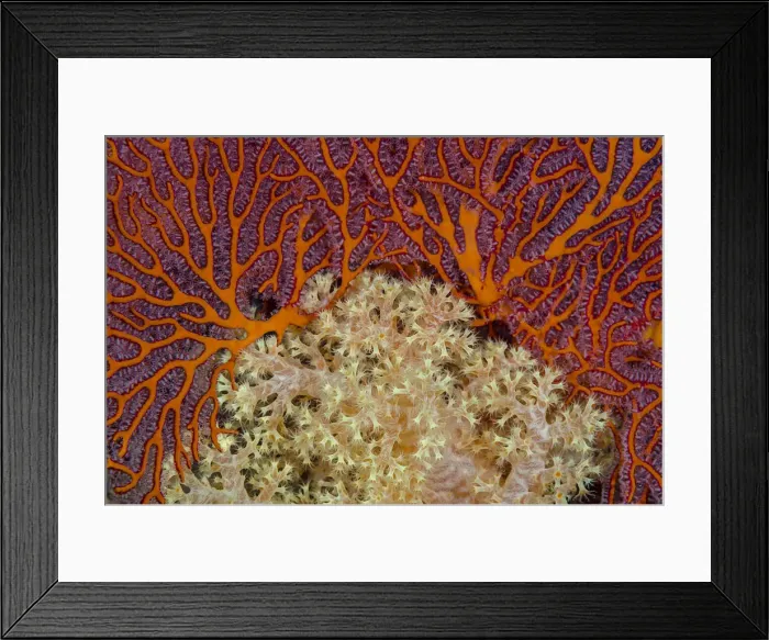 Framed Print : Fiji. Sea fan and soft corals. Credit as: Jones & Shimlock / Jaynes Gallery / DanitaDelimont Framed Print : Fiji. Sea fan and soft corals. Credit as: Jones & Shimlock / Jaynes Gallery / DanitaDelimont