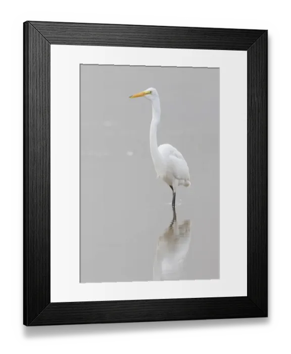 Framed Print : 00688-02511 Great Egret (Ardea alba) feeding in wetland in fog, Marion Co. IL Framed Print : 00688-02511 Great Egret (Ardea alba) feeding in wetland in fog, Marion Co. IL