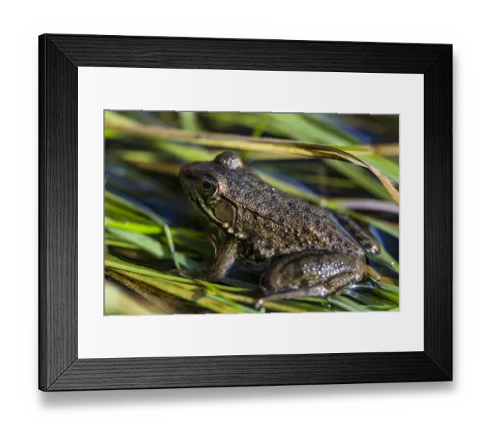 Framed Print : A green frog, rana clamitans melanota, in the grass next to the Mattawamkeag River in Wytipitlock Framed Print : A green frog, rana clamitans melanota, in the grass next to the Mattawamkeag River in Wytipitlock