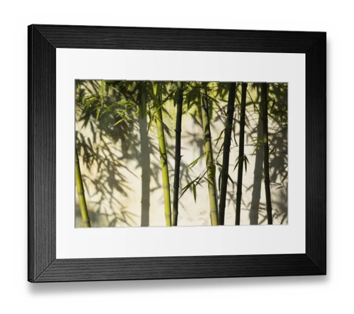 Framed Print : Bamboo casting shadow on the wall in Humble Administrators Garden, Suzhou, Jiangsu Province Framed Print : Bamboo casting shadow on the wall in Humble Administrators Garden, Suzhou, Jiangsu Province