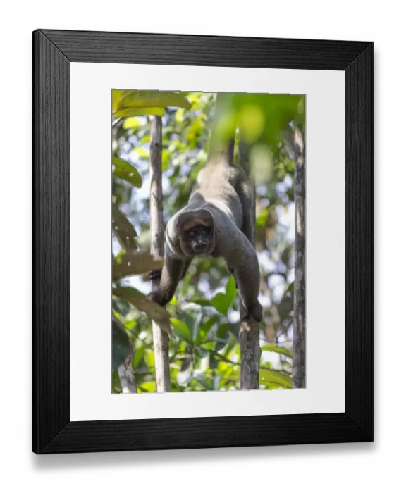 Framed Print : South America, Brazil, The Amazon, Manaus, Amazon EcoPark Jungle Lodge, common woolly monkey Framed Print : South America, Brazil, The Amazon, Manaus, Amazon EcoPark Jungle Lodge, common woolly monkey
