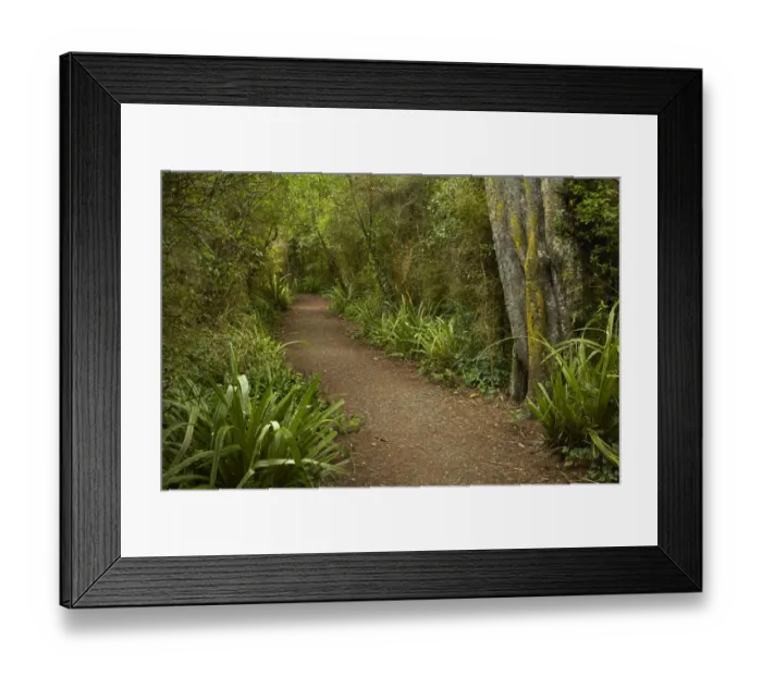 Framed Print : Walking track through remnant forest in Thompsons Bush, Invercargill, Southland, South Island Framed Print : Walking track through remnant forest in Thompsons Bush, Invercargill, Southland, South Island