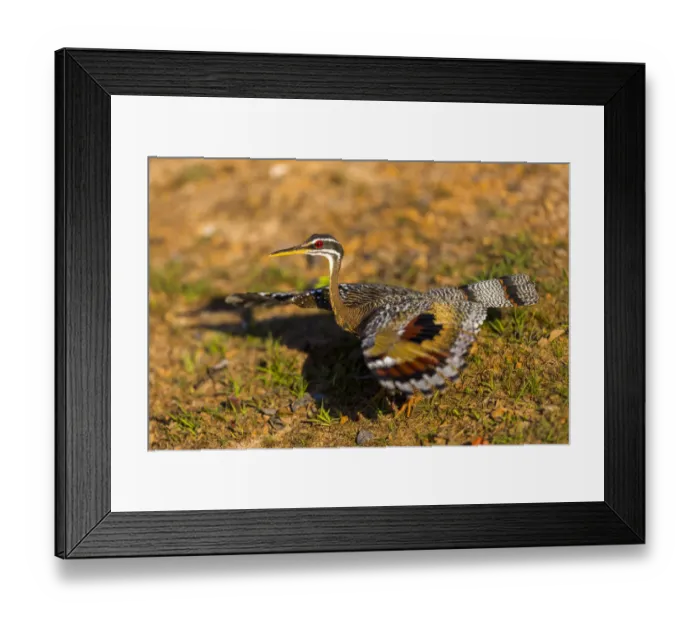Framed Print : A Splendid Sunbittern (Eurypyga helias) spreads its wings along the bank of a river in the Brazilian Pantanal Framed Print : A Splendid Sunbittern (Eurypyga helias) spreads its wings along the bank of a river in the Brazilian Pantanal