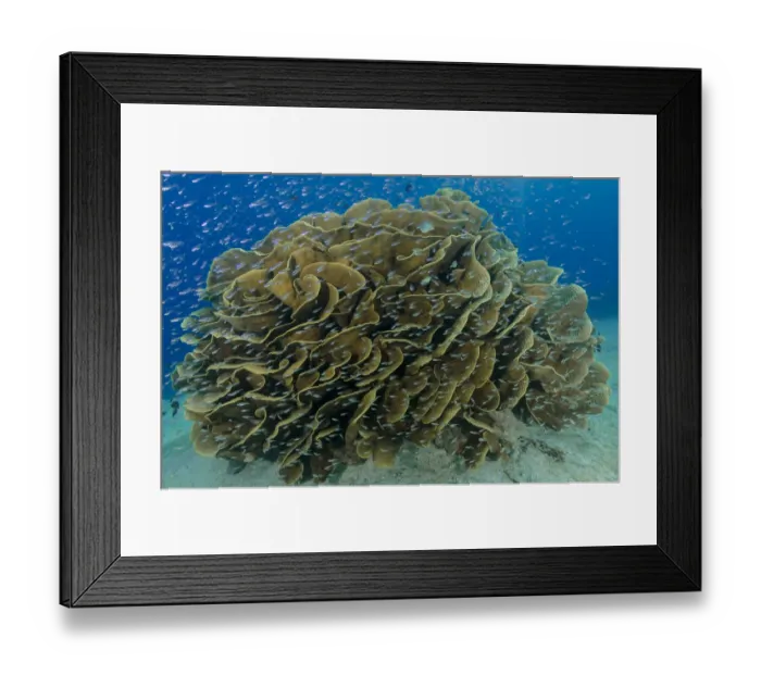 Framed Print : South Pacific, Solomon Islands. Schooling baitfish and coral Framed Print : South Pacific, Solomon Islands. Schooling baitfish and coral