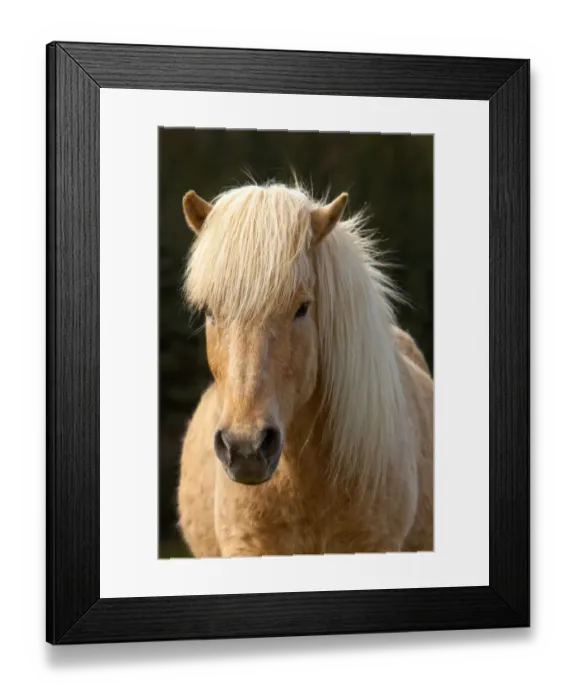 Framed Print : Iceland. Icelandic horse in sunset light Framed Print : Iceland. Icelandic horse in sunset light