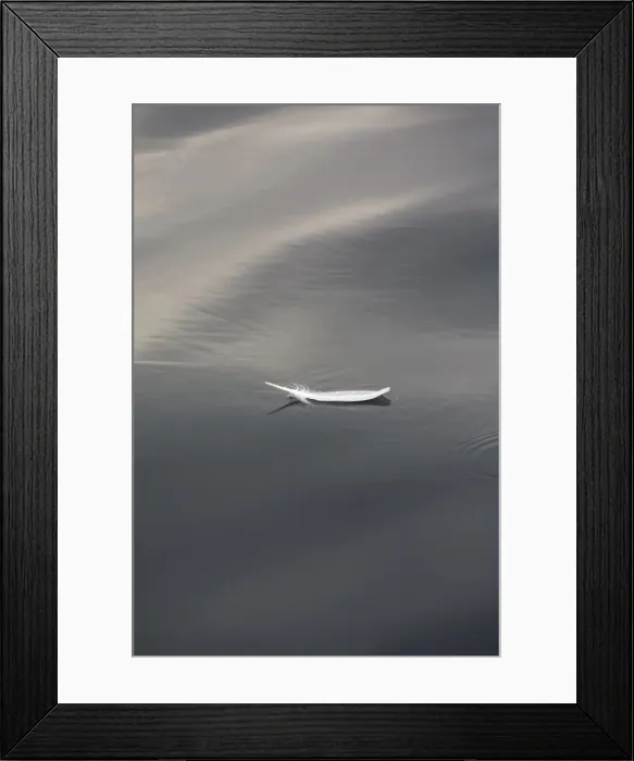 Framed Print : Seagull feather floating on calm water Framed Print : Seagull feather floating on calm water