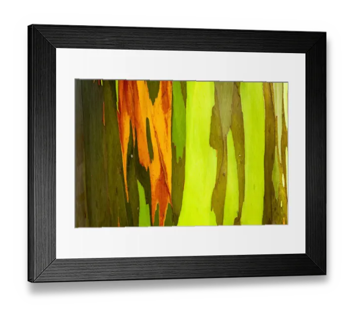 Framed Print : Rainbow Eucalyptus bark (Eucalyptus deglupta - Mindanao Gum), Island of Kauai, Hawaii USA Framed Print : Rainbow Eucalyptus bark (Eucalyptus deglupta - Mindanao Gum), Island of Kauai, Hawaii USA