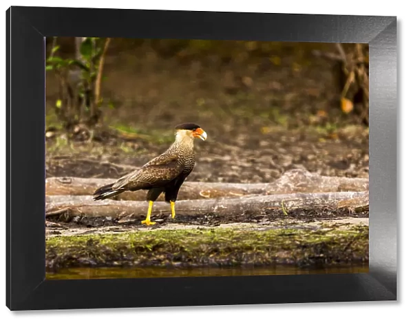 A crested caracara walks along a river bank in the Brazilian Pantanal with a reflection showing on the brown river water