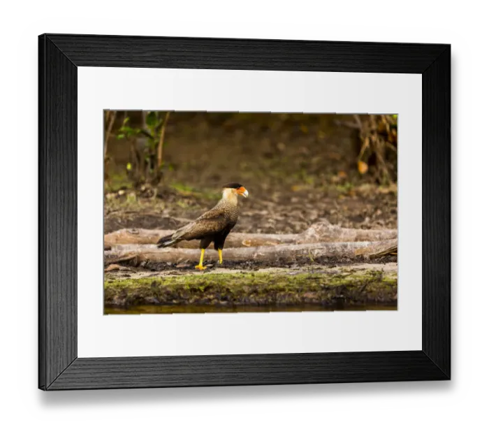 Framed Print : A crested caracara walks along a river bank in the Brazilian Pantanal with a reflection showing on the brown river water