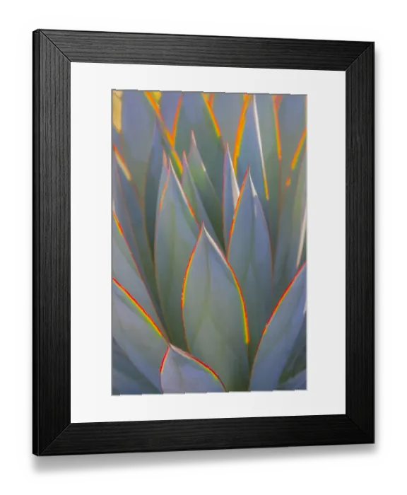Framed Print : USA, California, Morro Bay. Backlit agave leaves Framed Print : USA, California, Morro Bay. Backlit agave leaves