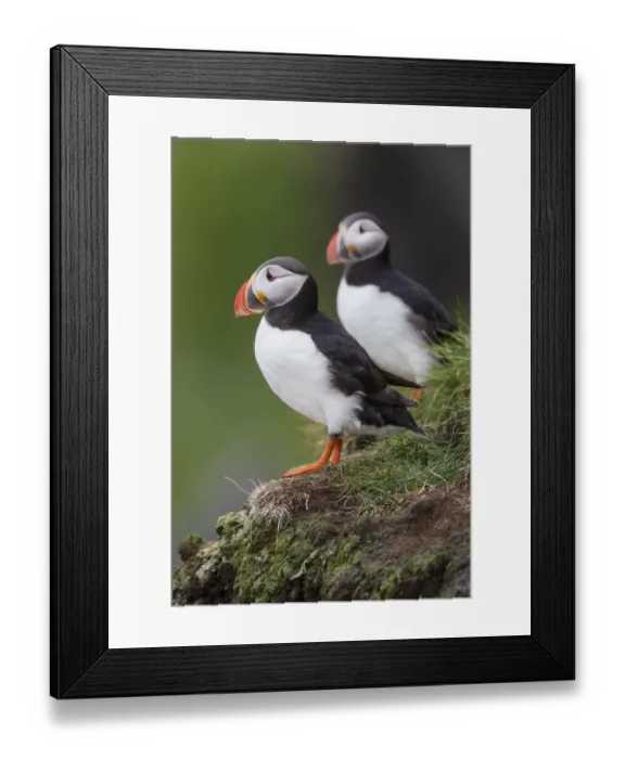 Framed Print : Europe, Iceland, Westfjords, Atlantic puffins, Fratercula arctica Framed Print : Europe, Iceland, Westfjords, Atlantic puffins, Fratercula arctica