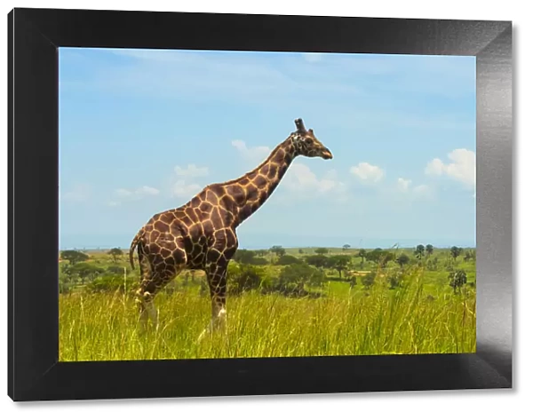Giraffe on the savanna, Murchison Falls National park, Uganda