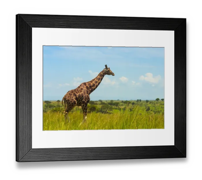 Framed Print : Giraffe on the savanna, Murchison Falls National park, Uganda Framed Print : Giraffe on the savanna, Murchison Falls National park, Uganda