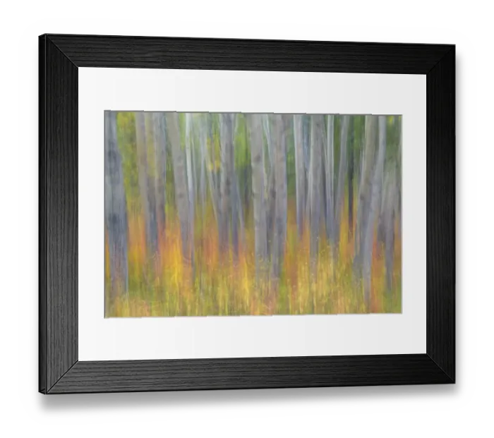 Framed Print : Canada, Yukon, Kluane National Park. Abstract of aspen trees Framed Print : Canada, Yukon, Kluane National Park. Abstract of aspen trees