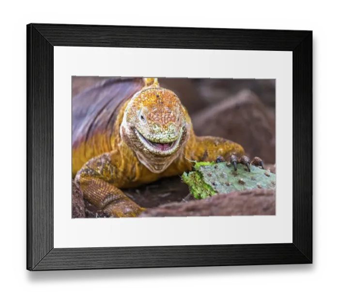 Framed Print : Galapagos land iguana, Galapagos Islands, Ecuador Framed Print : Galapagos land iguana, Galapagos Islands, Ecuador