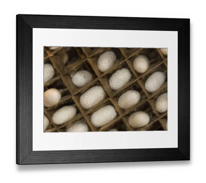 Framed Print : Razing silkworms in the attic of a Gassho-zukuri house, Ainokura Village, Gokayama Framed Print : Razing silkworms in the attic of a Gassho-zukuri house, Ainokura Village, Gokayama