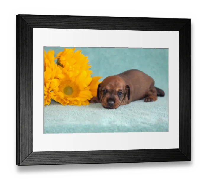 Framed Print : Doxen puppy, MR Framed Print : Doxen puppy, MR
