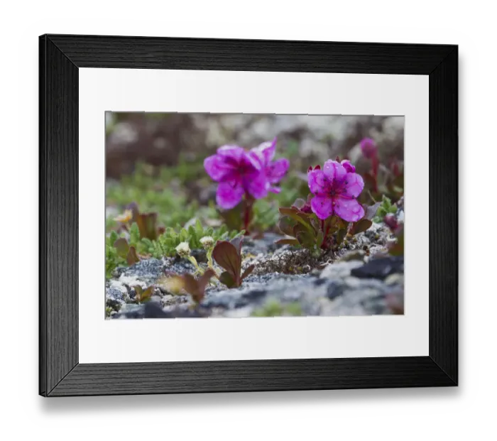 Framed Print : Kamchatka Rhododendron; Spring Rain Framed Print : Kamchatka Rhododendron; Spring Rain