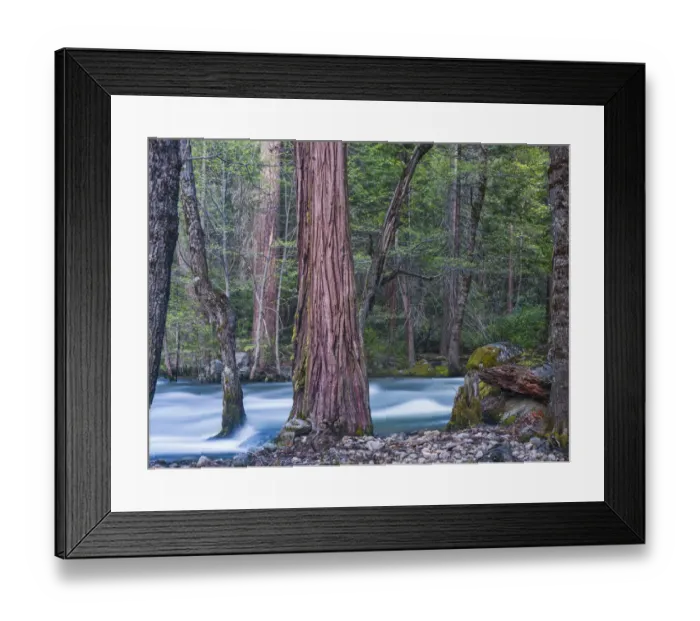 Framed Print : Sequoias and Merced River, Yosemite National Park, California, USA Framed Print : Sequoias and Merced River, Yosemite National Park, California, USA