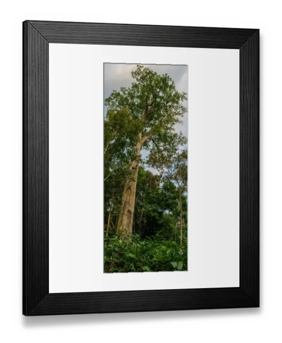 Framed Print : Marantaceae forest interior. Odzala-Kokoua National Park Framed Print : Marantaceae forest interior. Odzala-Kokoua National Park