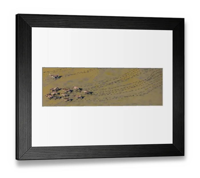 Framed Print : Caribou leaving tracks in mud, Alaska, USA Framed Print : Caribou leaving tracks in mud, Alaska, USA