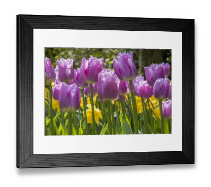 Framed Print : Keukenhof gardens. Netherlands Framed Print : Keukenhof gardens. Netherlands