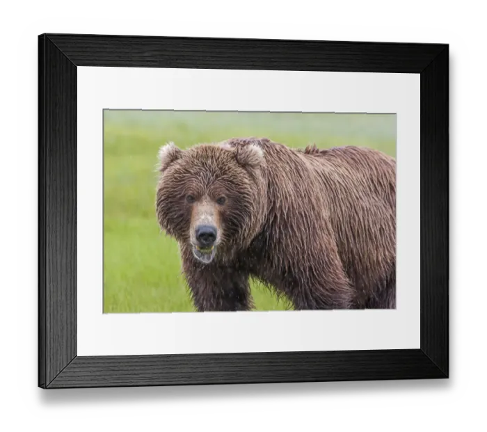 Framed Print : North America, USA, Alaska, Katmai National Park, Hallo Bay. Coastal Brown Bear, Grizzly