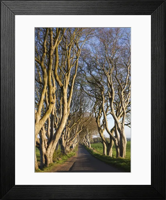 Framed Print : UK, Northern Ireland, County Antrim, Ballymoney, The Dark Hedges, tree-lined road at dawn