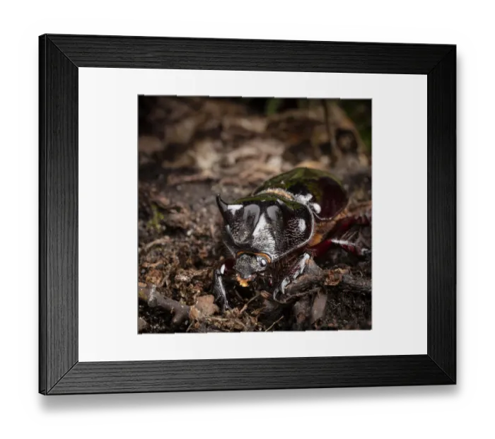 Framed Print : Major Ox, Elephant, or Hercules beetle showing horns, Strategus aloeus, wild, Florida Framed Print : Major Ox, Elephant, or Hercules beetle showing horns, Strategus aloeus, wild, Florida