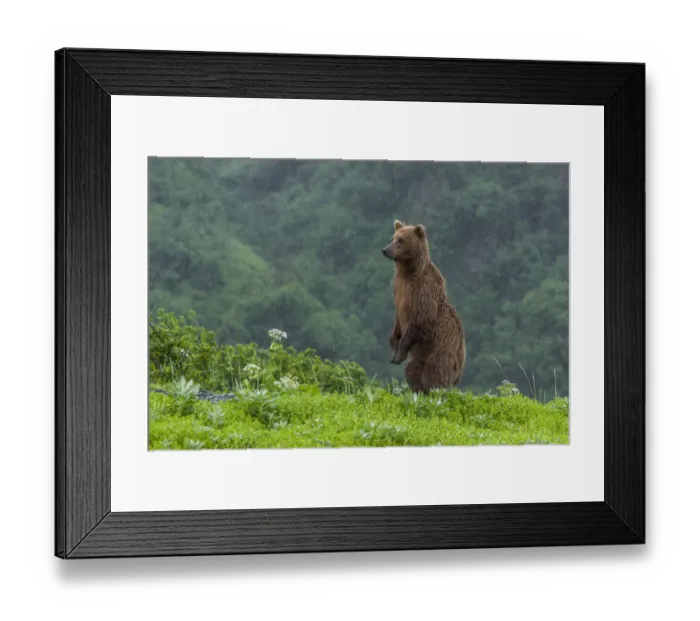 Framed Print : North America, USA, Alaska, Katmai National Park, Hallo Bay. Coastal Brown Bear, Grizzly Framed Print : North America, USA, Alaska, Katmai National Park, Hallo Bay. Coastal Brown Bear, Grizzly