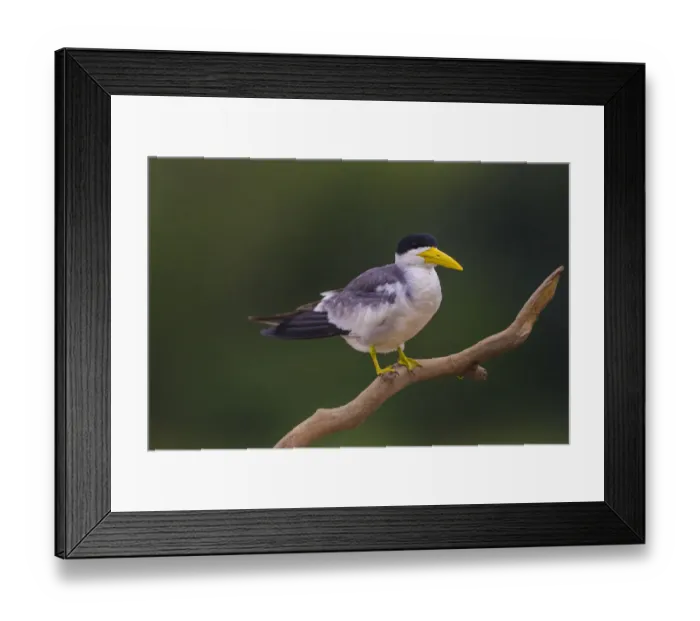 Framed Print : South America. Brazil. A Large-billed tern (Phaetusa simplex) is commonly found in the Pantanal Framed Print : South America. Brazil. A Large-billed tern (Phaetusa simplex) is commonly found in the Pantanal