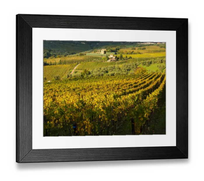 Framed Print : Europe; Italy; Tuscany; Chianti; Autumn Vinyards Rows with Bright Color