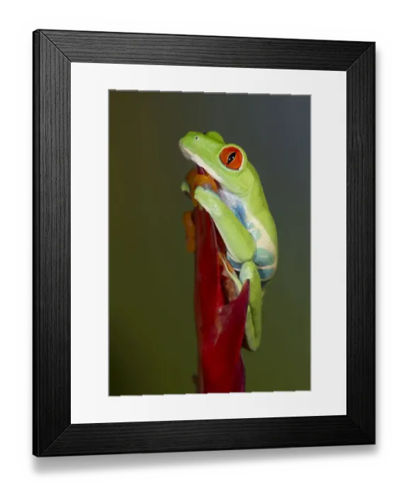 Framed Print : Red-eyed tree frog, Agalychnis callidryas, captive, controlled conditions Framed Print : Red-eyed tree frog, Agalychnis callidryas, captive, controlled conditions