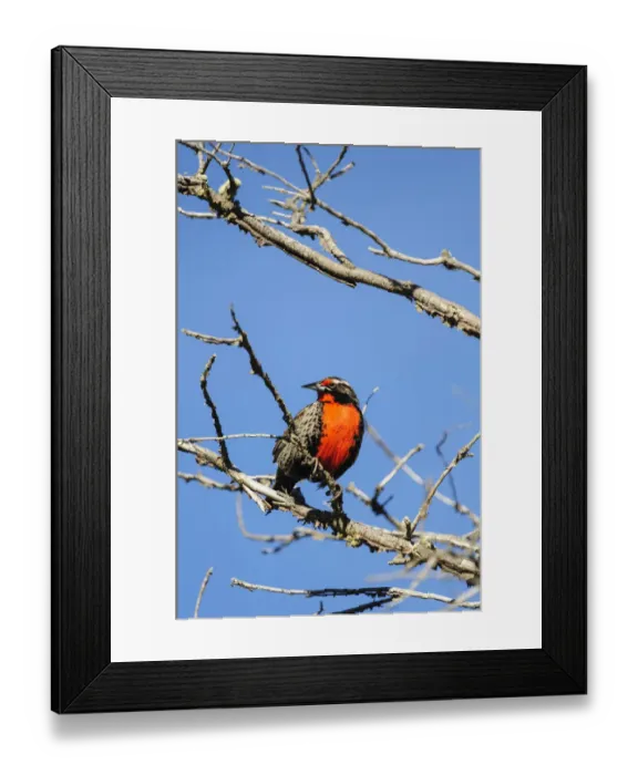 Framed Print : Chile, Aysen, Valle Chacabuco. Long-tailed Meadowlark (Sturnella loyca), locally Framed Print : Chile, Aysen, Valle Chacabuco. Long-tailed Meadowlark (Sturnella loyca), locally