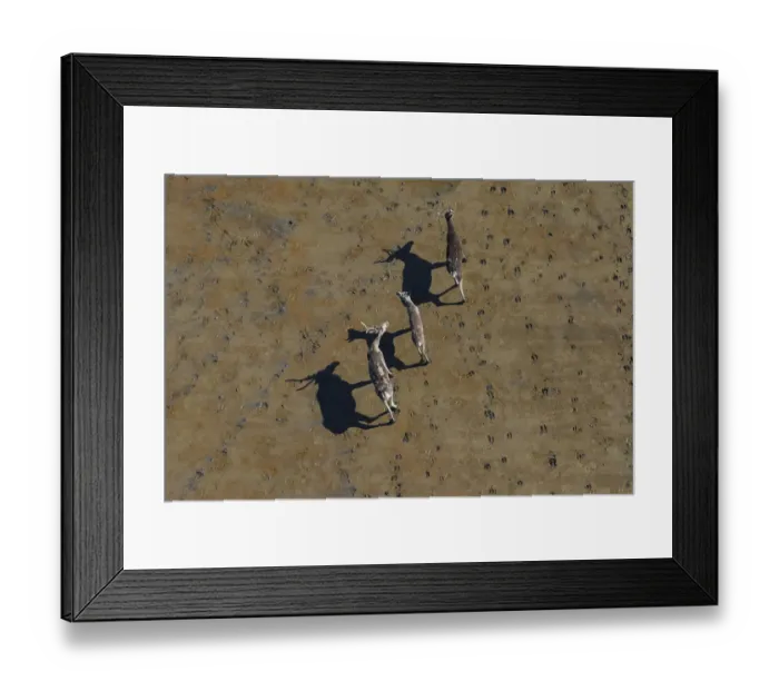 Framed Print : Aerial of caribou, Togiak National Wildlife Refuge, Alaska, USA Framed Print : Aerial of caribou, Togiak National Wildlife Refuge, Alaska, USA