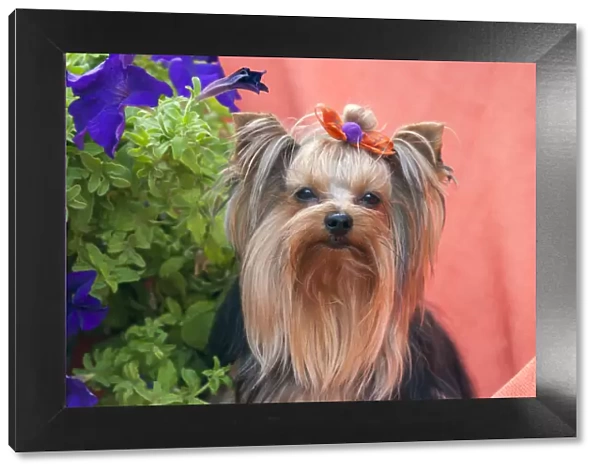 Yorkshire Terrier with potted flowers