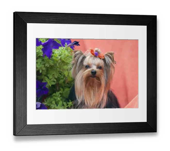 Framed Print : Yorkshire Terrier with potted flowers Framed Print : Yorkshire Terrier with potted flowers