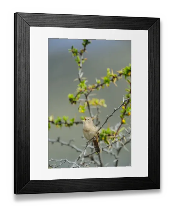 Framed Print : Chile, Aysen, Valle Chacabuco. House Wren (Troglodytes aedon) in Patagonia Park Framed Print : Chile, Aysen, Valle Chacabuco. House Wren (Troglodytes aedon) in Patagonia Park