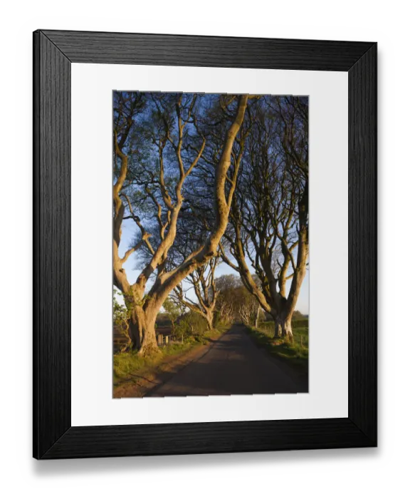 Framed Print : UK, Northern Ireland, County Antrim, Ballymoney, The Dark Hedges, tree-lined road at dawn Framed Print : UK, Northern Ireland, County Antrim, Ballymoney, The Dark Hedges, tree-lined road at dawn