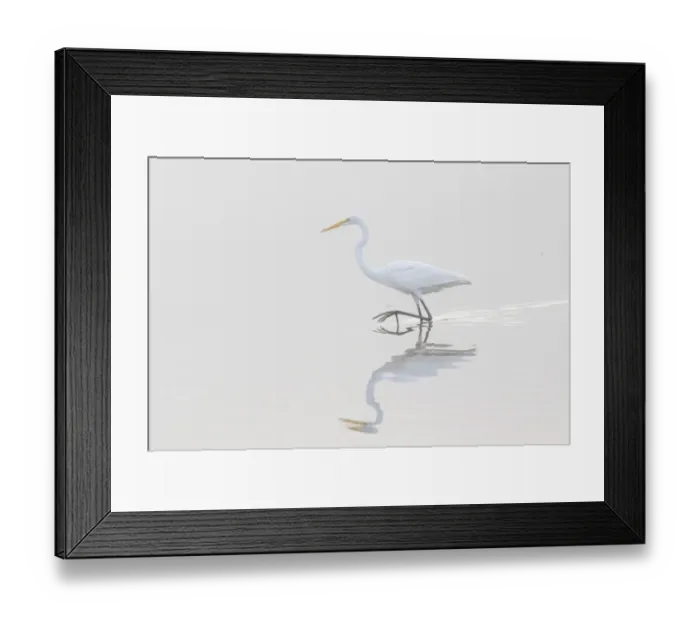 Framed Print : 00688-02218 Great Egret (Ardea alba) in wetland in fog, Marion Co. IL