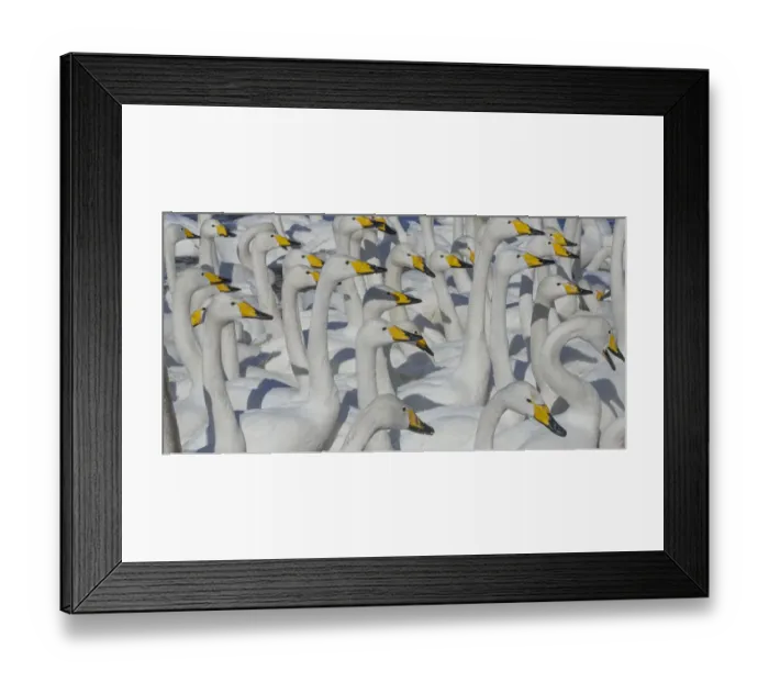 Framed Print : Whooper swans, Hokkaido Island, Japan Framed Print : Whooper swans, Hokkaido Island, Japan
