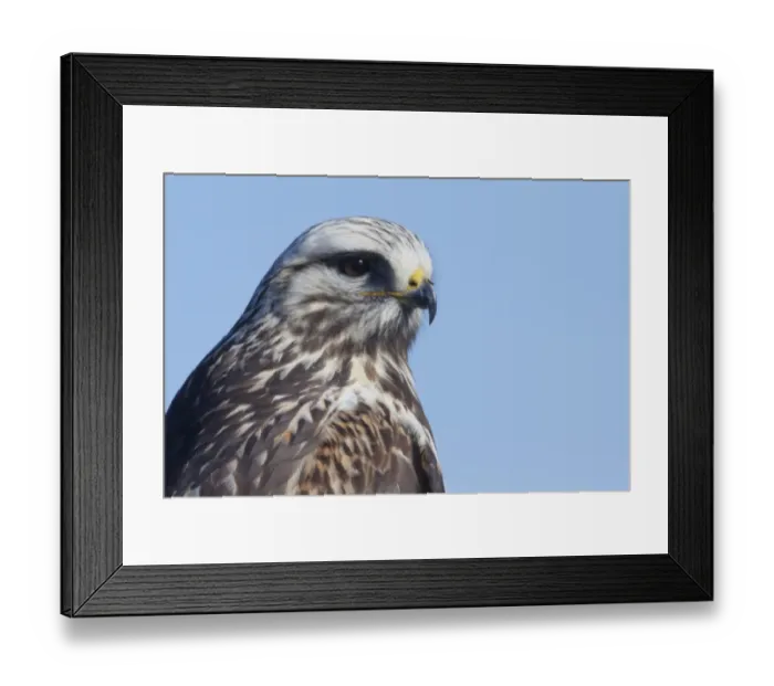 Framed Print : Rough-legged Hawk Close-up Framed Print : Rough-legged Hawk Close-up