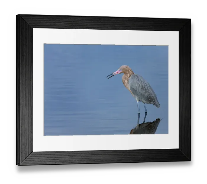 Framed Print : Reddish egret, Egretta rufescens, Merritt Island NWR, Florida, USA Framed Print : Reddish egret, Egretta rufescens, Merritt Island NWR, Florida, USA