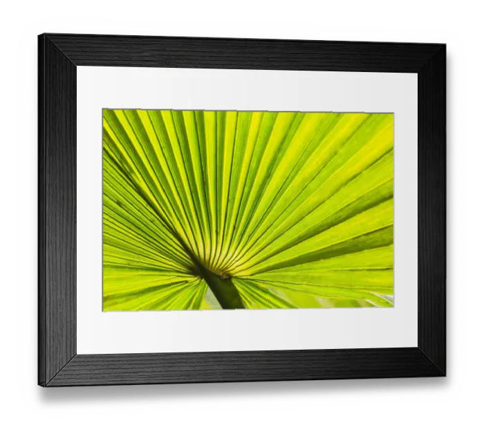Framed Print : palm fan, Southern CA, USA Framed Print : palm fan, Southern CA, USA