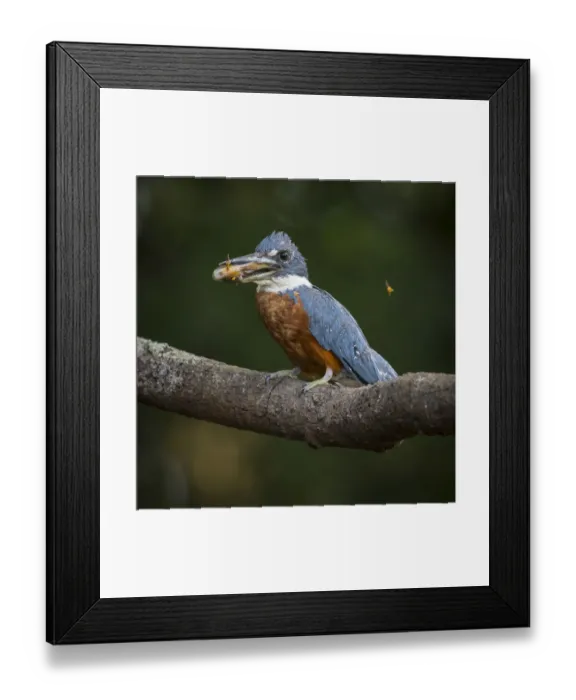 Framed Print : South America. Brazil. An Amazon kingfisher (Chloroceryle amazona) with a small captured Framed Print : South America. Brazil. An Amazon kingfisher (Chloroceryle amazona) with a small captured