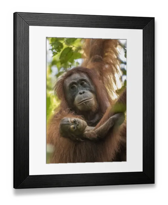 Framed Print : Indonesia, Borneo, Kalimantan. Female orangutan with baby at Tanjung Puting National Park Framed Print : Indonesia, Borneo, Kalimantan. Female orangutan with baby at Tanjung Puting National Park