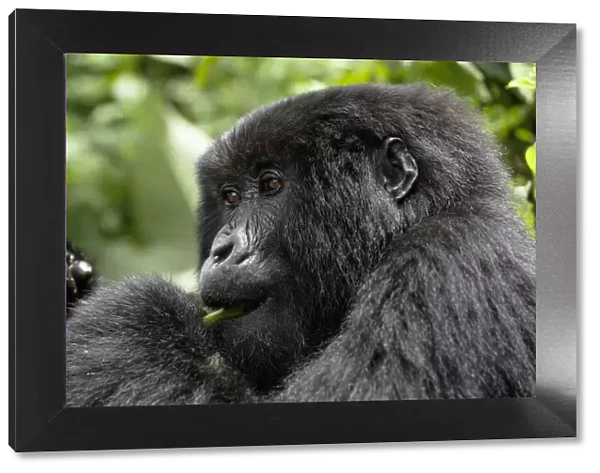 Africa, Rwanda, Volcanoes National Park, mountain gorilla, Gorilla beringei beringei